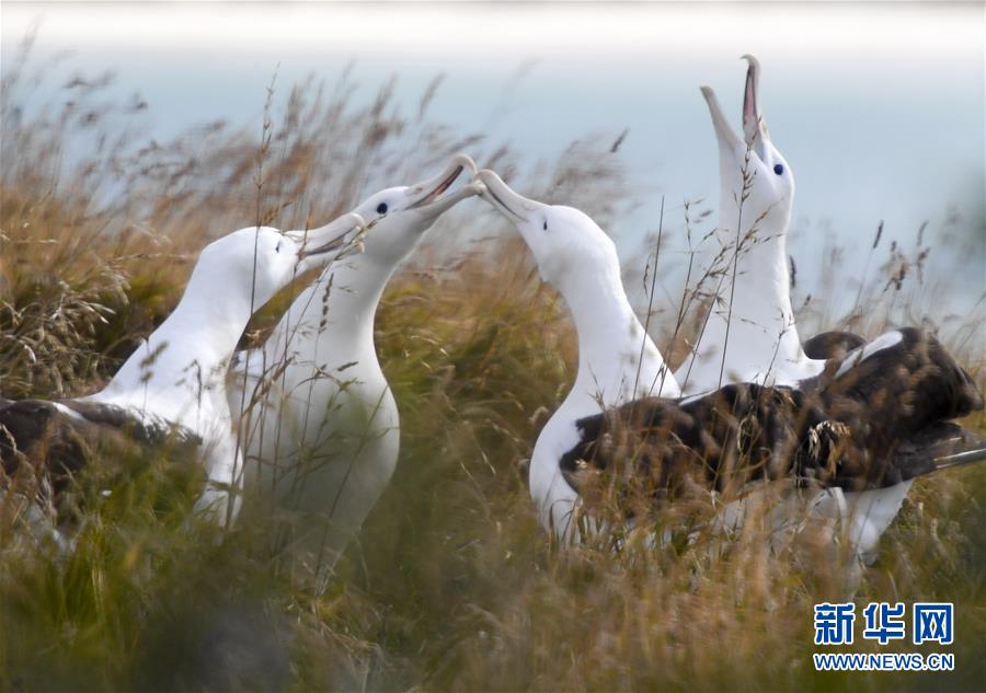 （國際&middot;圖文互動(dòng)）（5）通訊：探訪新西蘭泰厄羅阿角信天翁之家
