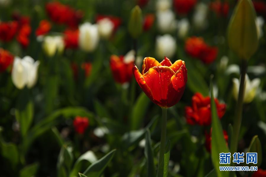 （國際&middot;北京世園會）（16）世界園林巡禮&mdash;&mdash;比利時拜加登城堡