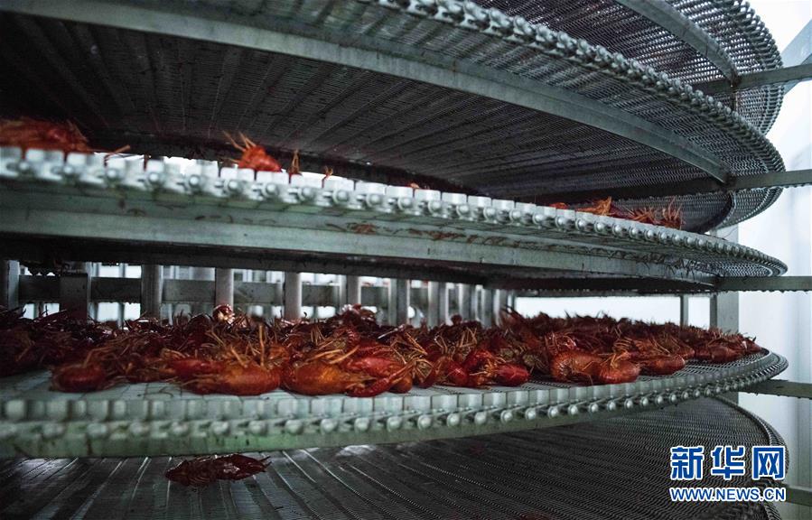（國(guó)際&middot;圖文互動(dòng)）（12）從尼羅河畔到中國(guó)餐桌&mdash;&mdash;一只&ldquo;洋&rdquo;小龍蝦的36小時(shí)旅程