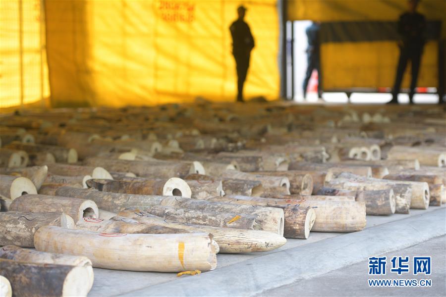 (國(guó)際)(2)新加坡截獲史上數(shù)量最多的走私象牙