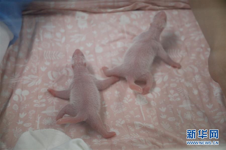 (國(guó)際)(4)旅比大熊貓“好好”產(chǎn)下龍鳳胎