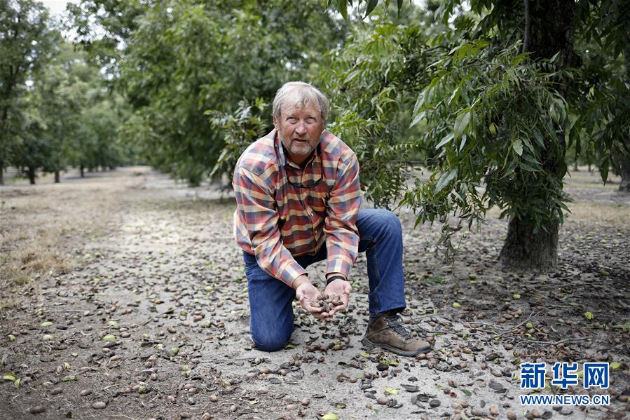 (國際·圖文互動(dòng))(4)通訊:期待美中盡早達(dá)成貿(mào)易協(xié)議——颶風(fēng)和關(guān)稅夾擊下的美國山核桃種植戶盼重回中國市場