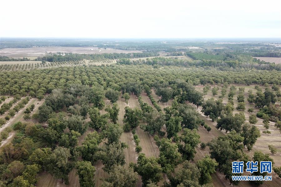 (國際·圖文互動(dòng))(6)通訊:期待美中盡早達(dá)成貿(mào)易協(xié)議——颶風(fēng)和關(guān)稅夾擊下的美國山核桃種植戶盼重回中國市場