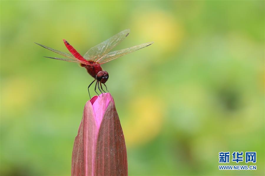 （國(guó)際&middot;年終報(bào)道）（7）2019，精&ldquo;彩&rdquo;紛呈