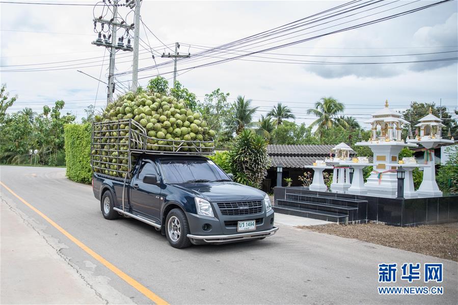 （第三屆進(jìn)博會&middot;圖文互動）（1）通訊：椰香飄進(jìn)進(jìn)博會 市場開放共繁榮&mdash;&mdash;一名泰國椰商的心聲