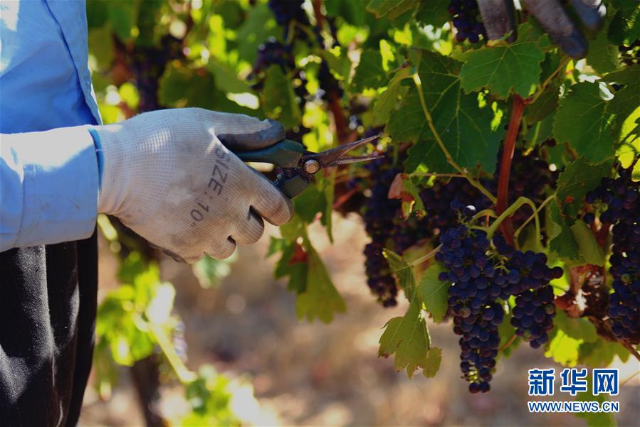 （第三屆進(jìn)博會&middot;圖文互動(dòng)）（2）專訪：進(jìn)博會是了解中國市場的好機(jī)會&mdash;&mdash;訪澳大利亞諾瓦維塔葡萄酒集團(tuán)創(chuàng)始人卡臣