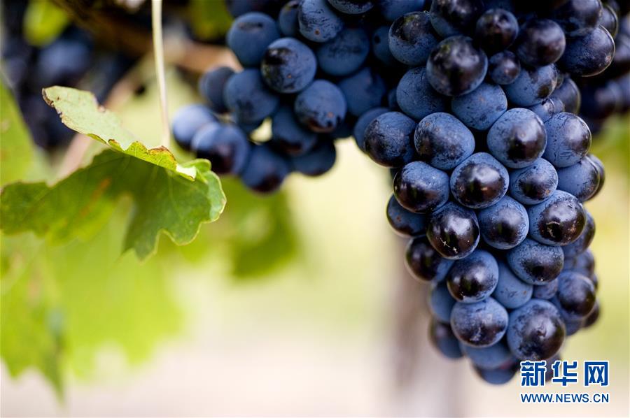 （第三屆進(jìn)博會&middot;圖文互動(dòng)）（4）專訪：進(jìn)博會是了解中國市場的好機(jī)會&mdash;&mdash;訪澳大利亞諾瓦維塔葡萄酒集團(tuán)創(chuàng)始人卡臣