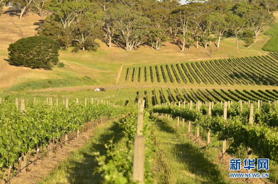 （第三屆進(jìn)博會&middot;圖文互動(dòng)）（5）專訪：進(jìn)博會是了解中國市場的好機(jī)會&mdash;&mdash;訪澳大利亞諾瓦維塔葡萄酒集團(tuán)創(chuàng)始人卡臣