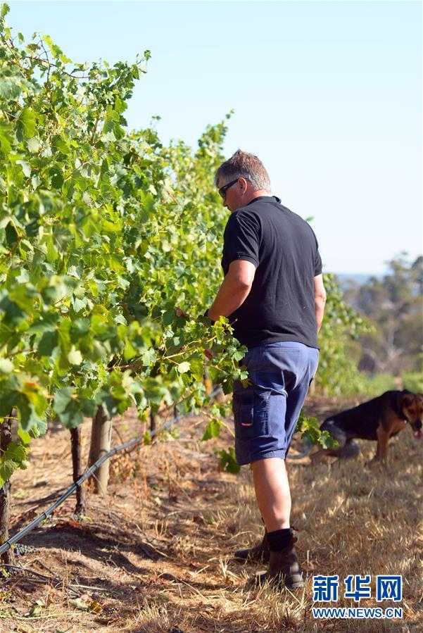 （第三屆進(jìn)博會&middot;圖文互動(dòng)）（8）專訪：進(jìn)博會是了解中國市場的好機(jī)會&mdash;&mdash;訪澳大利亞諾瓦維塔葡萄酒集團(tuán)創(chuàng)始人卡臣