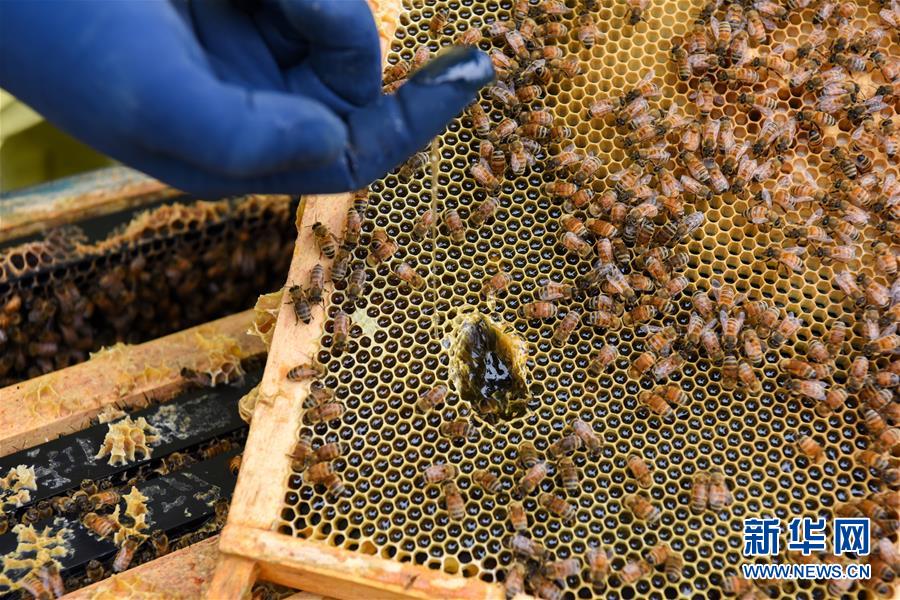 （第三屆進博會&middot;圖文互動）（6）通訊：新西蘭的進博會味道，甜