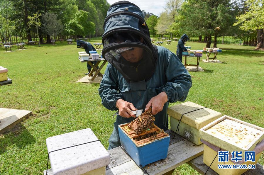 （第三屆進(jìn)博會&middot;圖文互動）（7）通訊：新西蘭的進(jìn)博會味道，甜