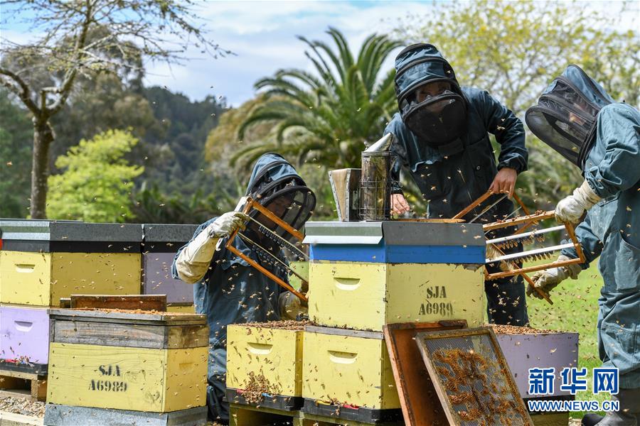（第三屆進(jìn)博會&middot;圖文互動）（8）通訊：新西蘭的進(jìn)博會味道，甜