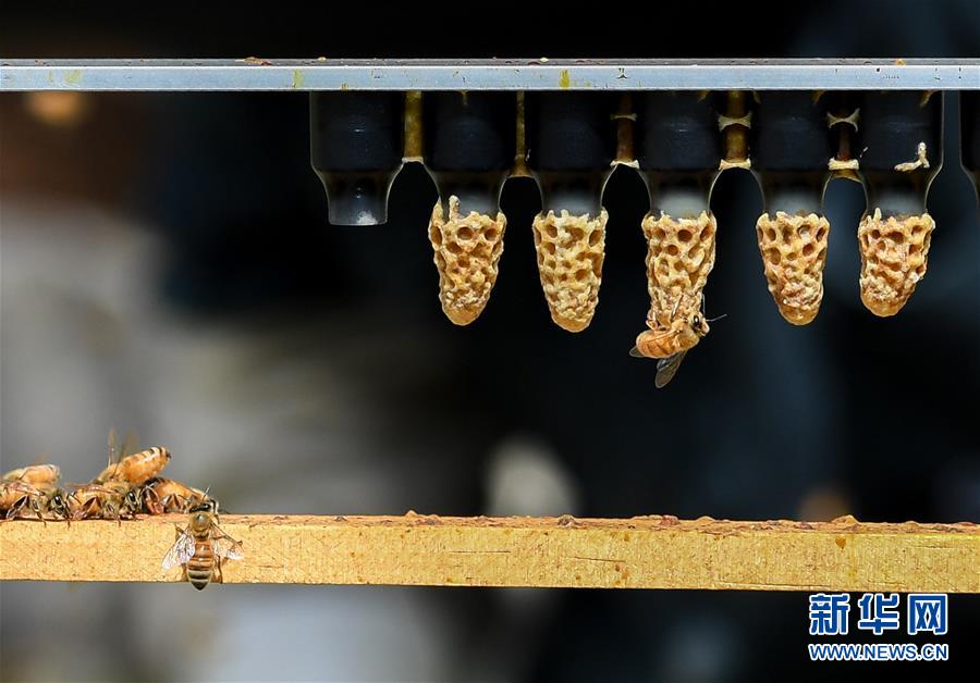 （第三屆進(jìn)博會&middot;圖文互動）（9）通訊：新西蘭的進(jìn)博會味道，甜