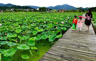 武夷山：萬(wàn)畝荷花引客來