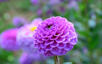 宛如童話世界！昆明撈魚(yú)河濕地公園8萬(wàn)株大麗花綻放