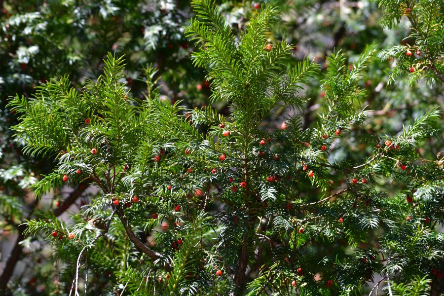 時(shí)隔40多年，我國(guó)再度發(fā)現(xiàn)珍稀瀕危植物密葉紅豆杉種群