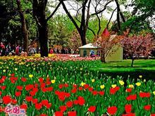 中山公園郁金香展&ldquo;綠色郁金香&rdquo;亮相