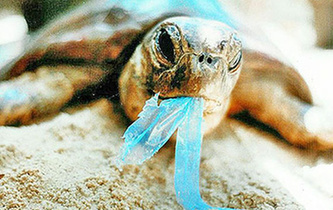 你隨手一扔，也許就毀掉它們的一生！